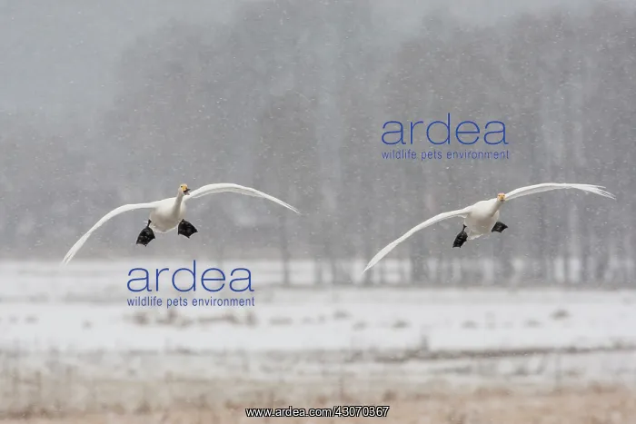 : Whooper Swan : Whooper Swan