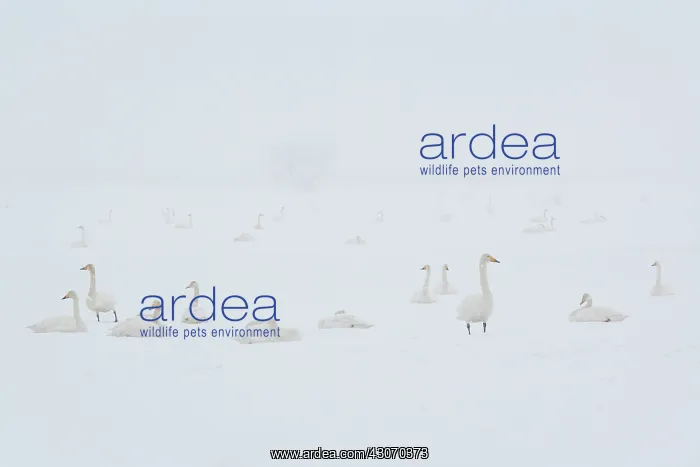 : Whooper Swan : Whooper Swan