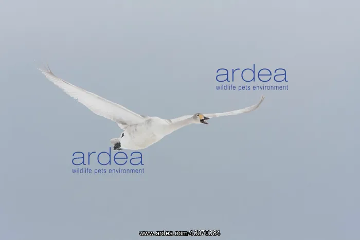 : Whooper Swan : Whooper Swan