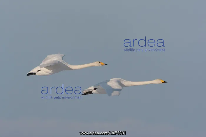 : Whooper Swan : Whooper Swan