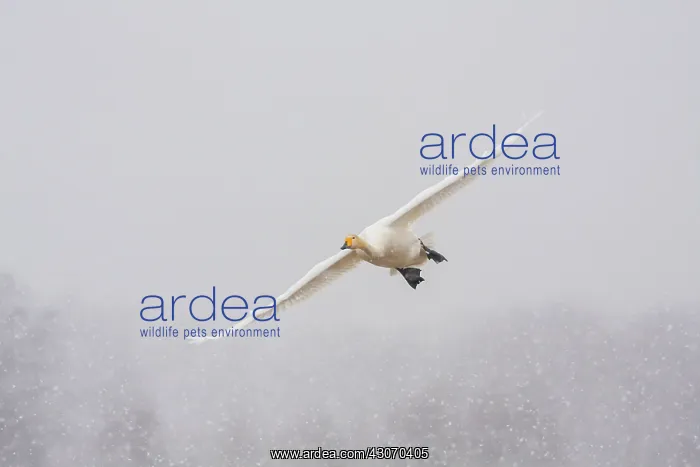 : Whooper Swan : Whooper Swan