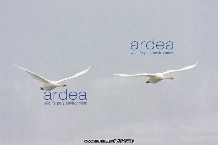 : Whooper Swan : Whooper Swan
