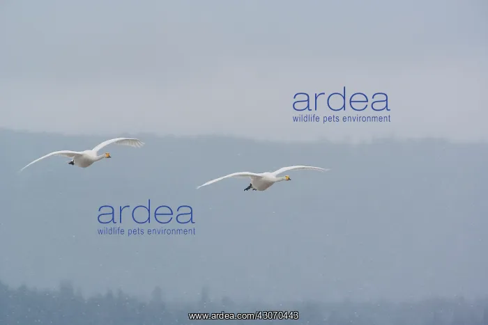 : Whooper Swan : Whooper Swan