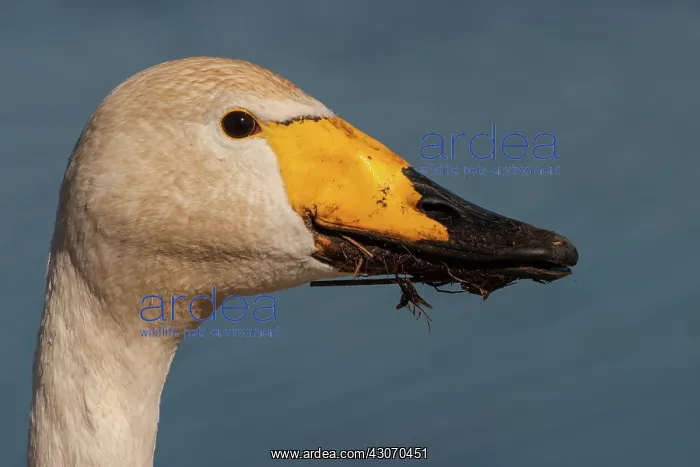: Whooper Swan : Whooper Swan
