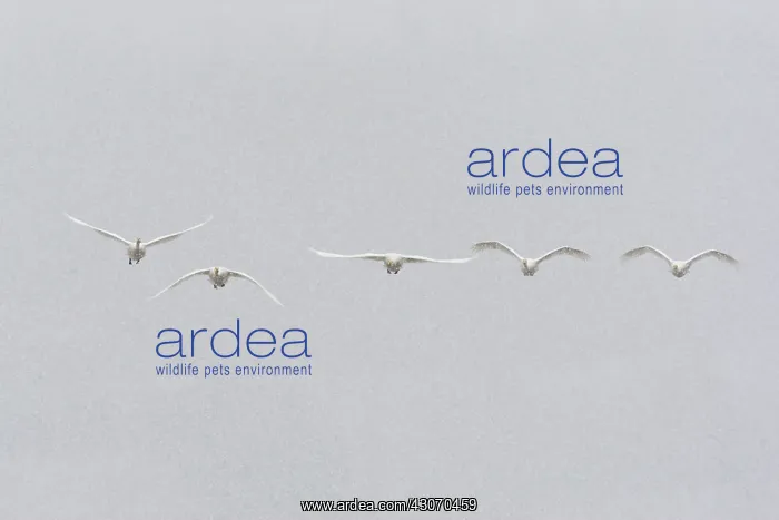 : Whooper Swan : Whooper Swan