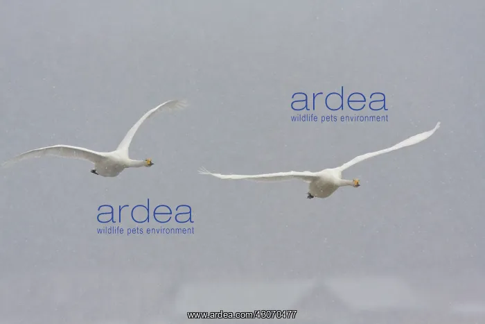 : Whooper Swan : Whooper Swan