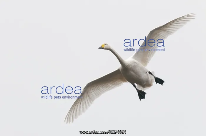 : Whooper Swan : Whooper Swan