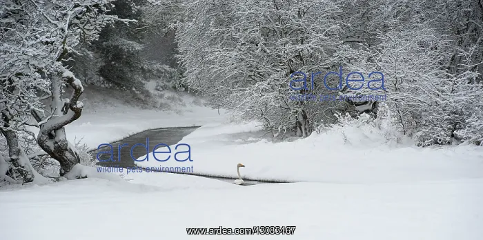 : Whooper Swan : Whooper Swan