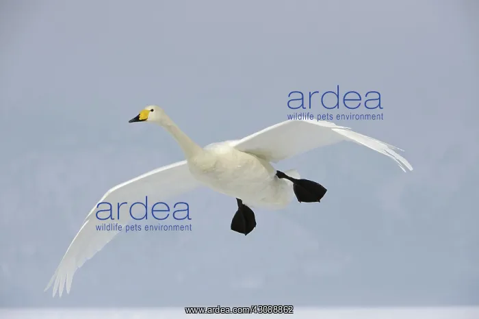 : Whooper Swan : Whooper Swan