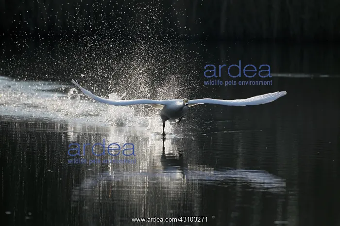 : Whooper Swan : Whooper Swan