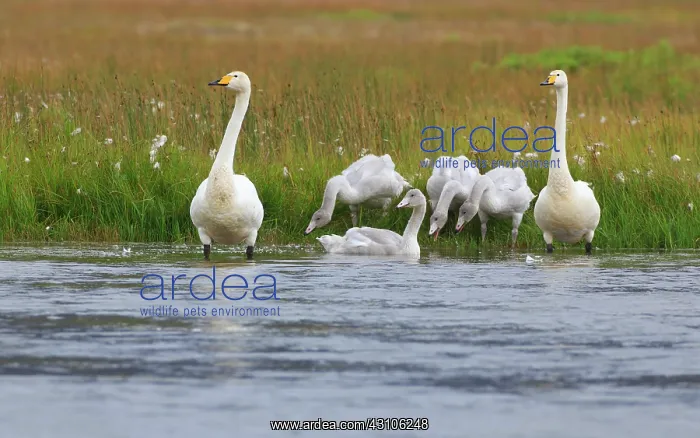 : Whooper Swan : Whooper Swan