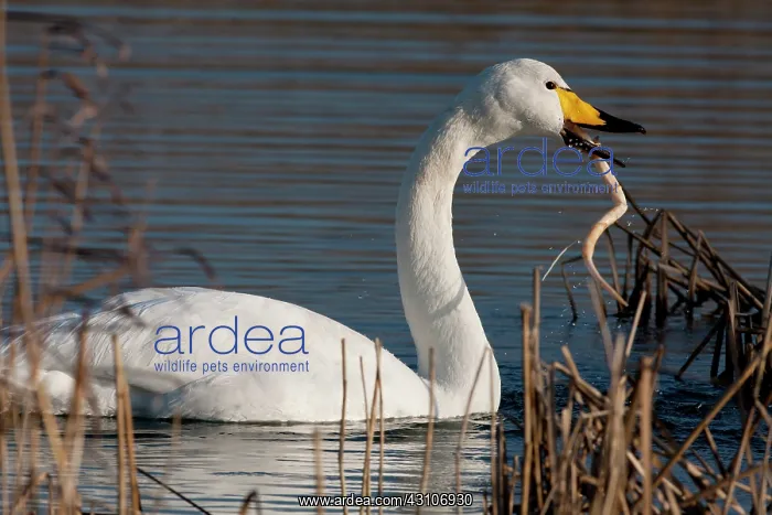 : Whooper Swan : Whooper Swan