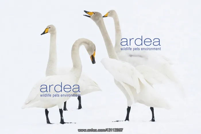 : Whooper Swan : Whooper Swan