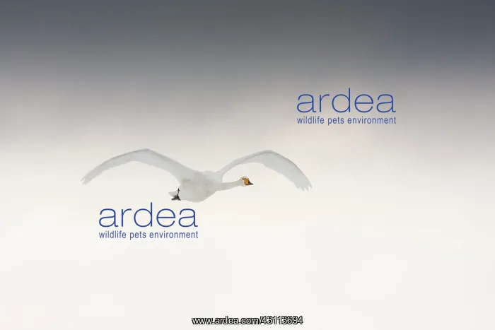 : Whooper Swan : Whooper Swan