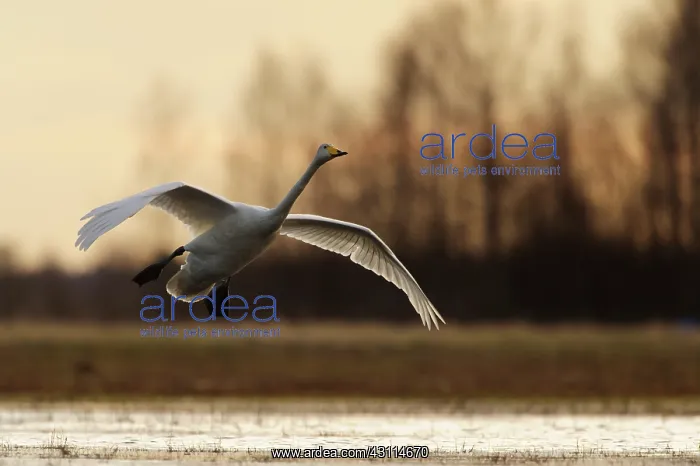 : Whooper Swan : Whooper Swan