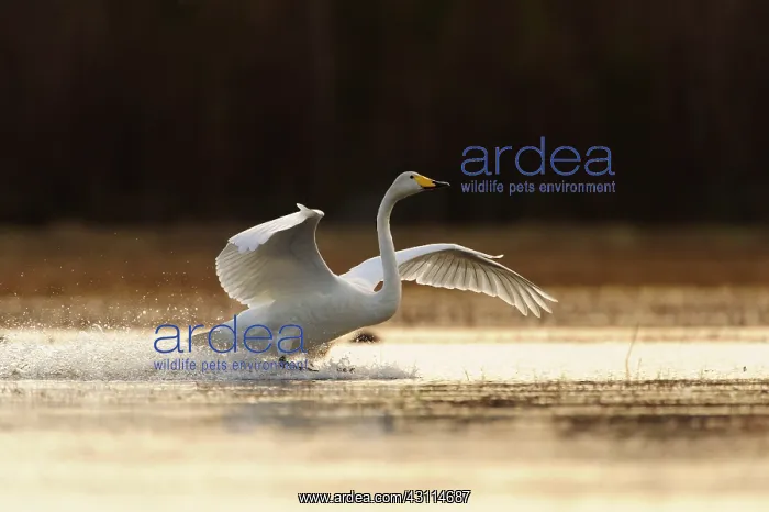 : Whooper Swan : Whooper Swan