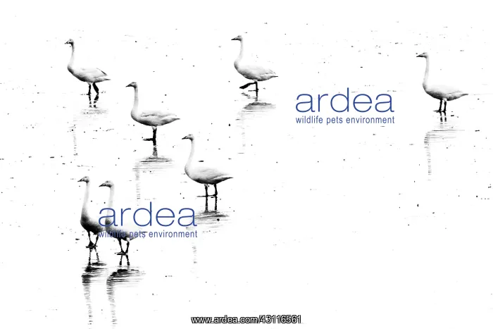 : Whooper Swan : Whooper Swan