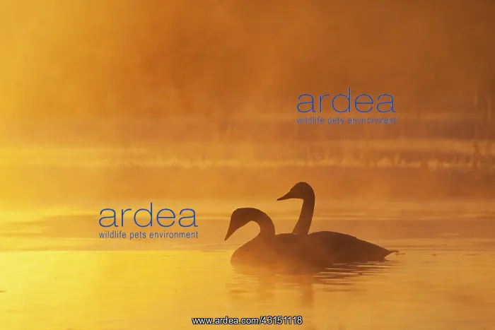 : Whooper Swan : Whooper Swan