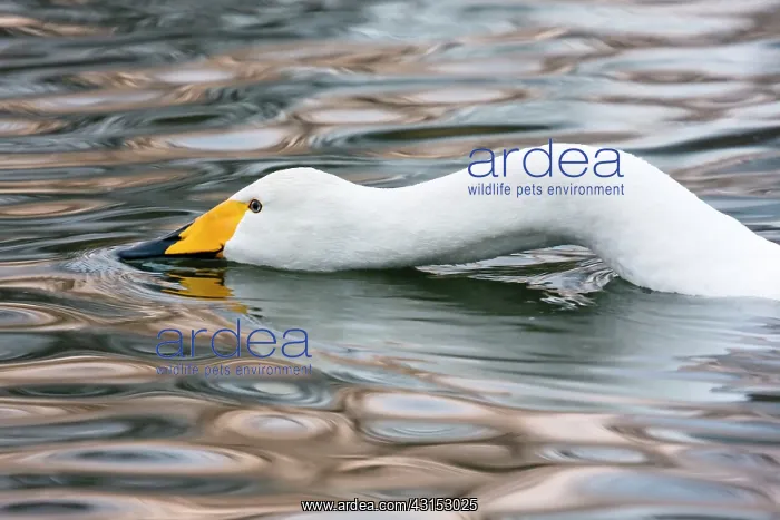 : Whooper Swan : Whooper Swan