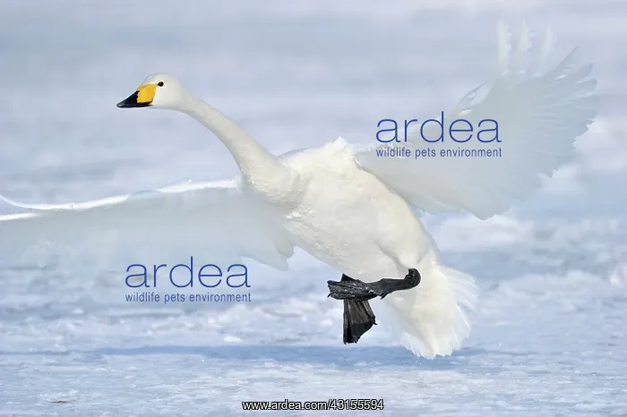 : Whooper Swan : Whooper Swan