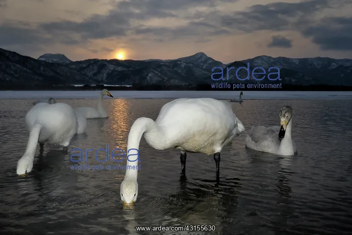 : Whooper Swan : Whooper Swan