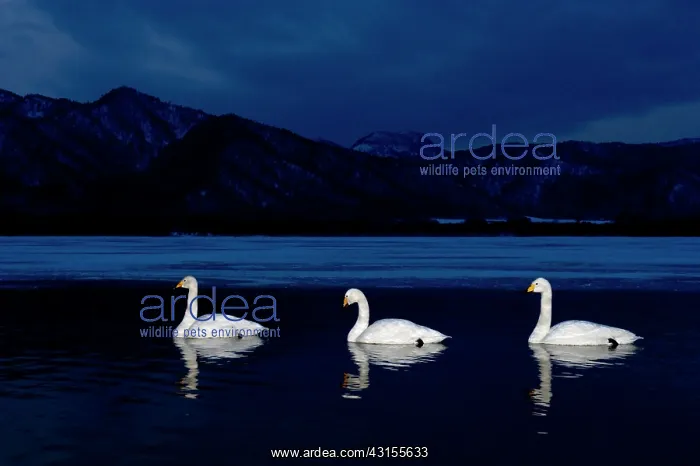 : Whooper Swan : Whooper Swan