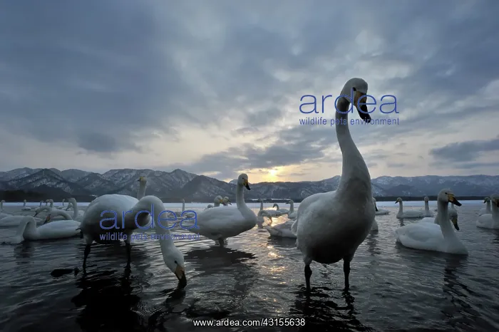 : Whooper Swan : Whooper Swan