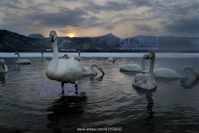: Whooper Swan : Whooper Swan