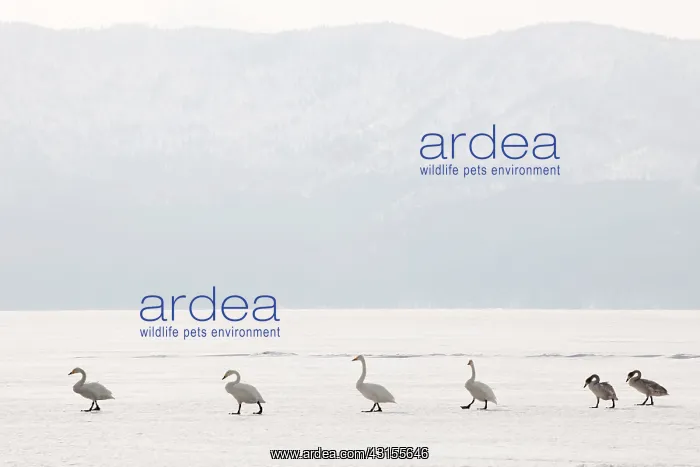 : Whooper Swan : Whooper Swan