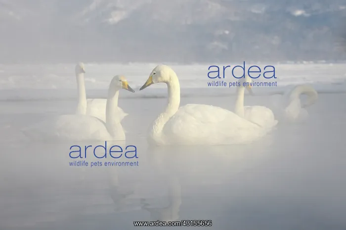 : Whooper Swan : Whooper Swan