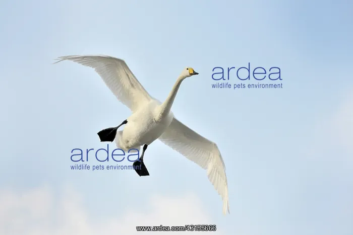 : Whooper Swan : Whooper Swan
