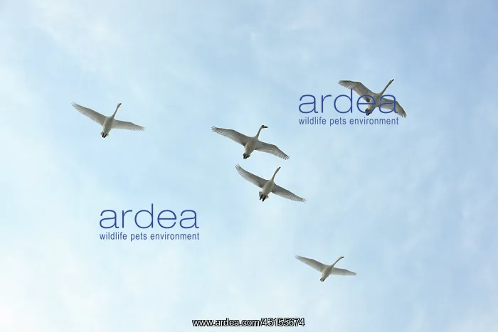 : Whooper Swan : Whooper Swan