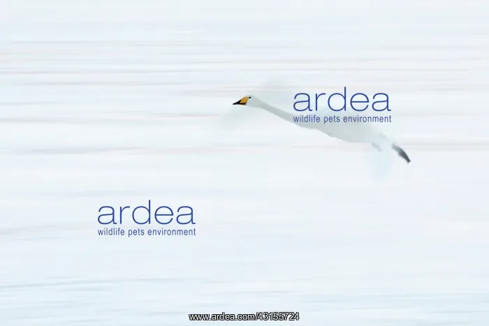 : Whooper Swan : Whooper Swan
