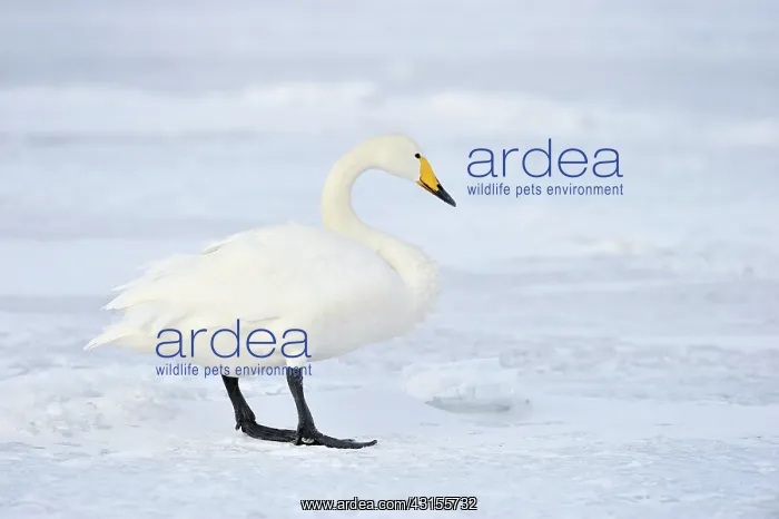 : Whooper Swan : Whooper Swan