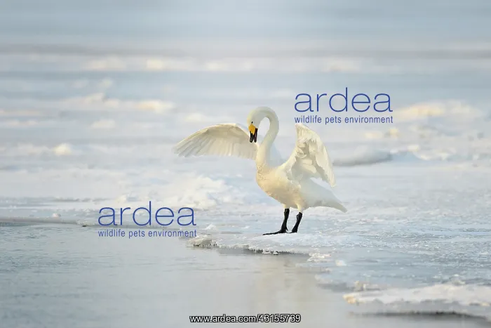 : Whooper Swan : Whooper Swan