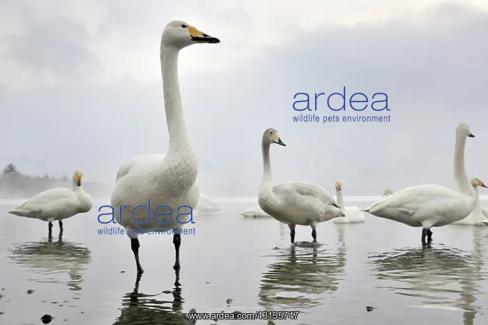 : Whooper Swan : Whooper Swan