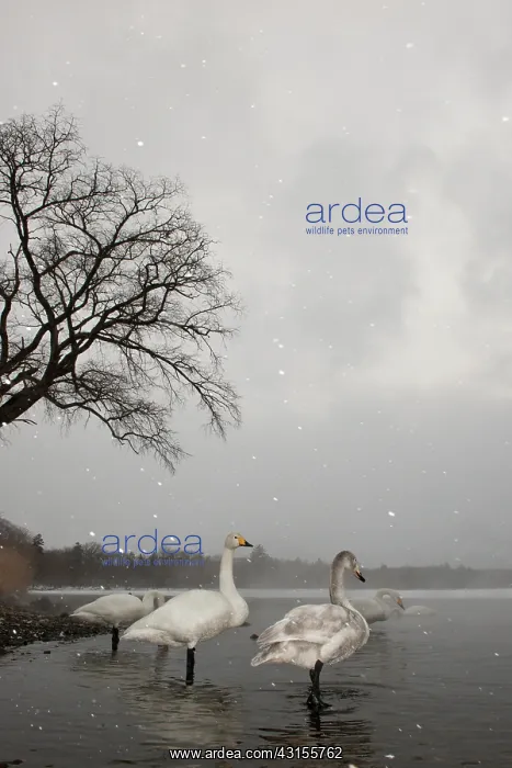 : Whooper Swan : Whooper Swan