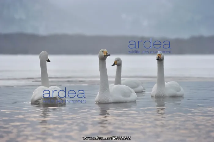 : Whooper Swan : Whooper Swan