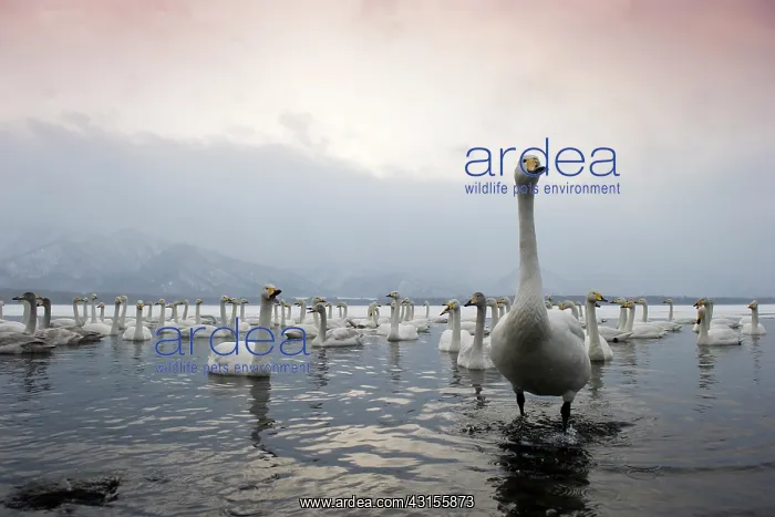 : Whooper Swan : Whooper Swan
