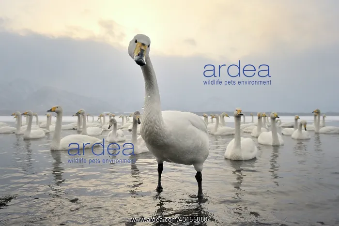 : Whooper Swan : Whooper Swan