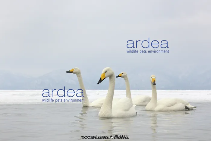 : Whooper Swan : Whooper Swan