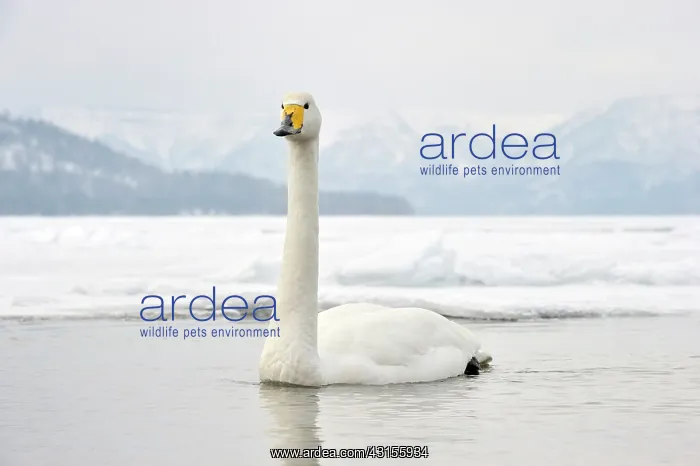 : Whooper Swan : Whooper Swan