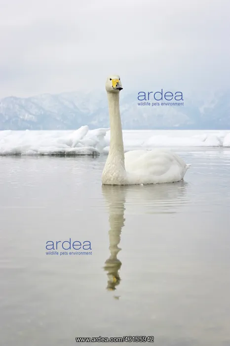 : Whooper Swan : Whooper Swan