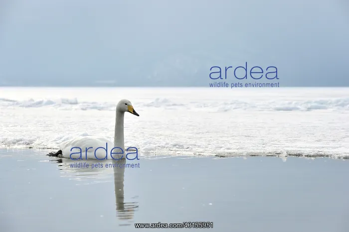 : Whooper Swan : Whooper Swan