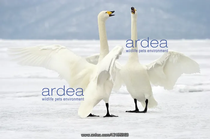 : Whooper Swan : Whooper Swan