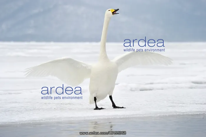: Whooper Swan : Whooper Swan