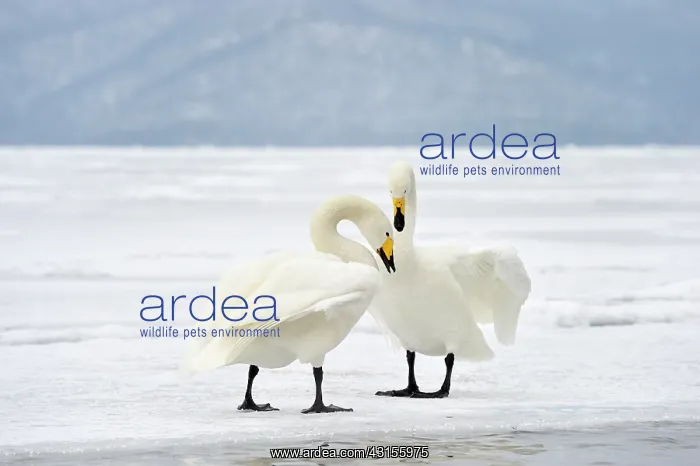  : Whooper Swan