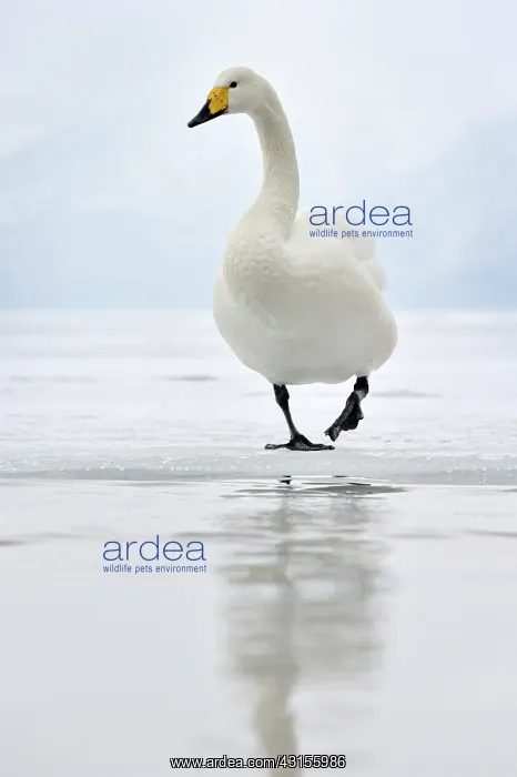 : Whooper Swan : Whooper Swan