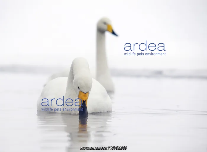 : Whooper Swan : Whooper Swan