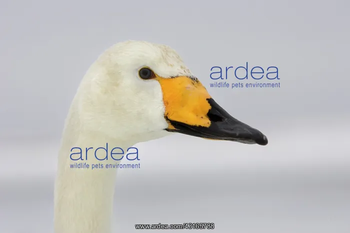 : Whooper Swan : Whooper Swan